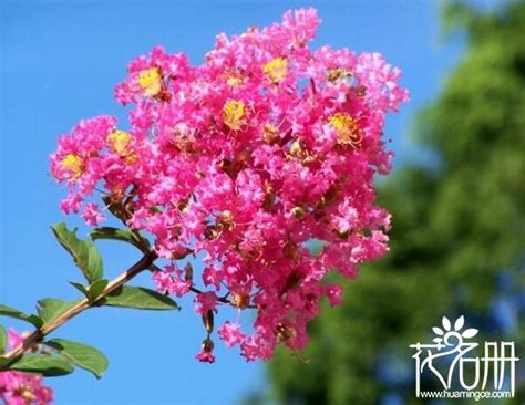 夏天時花|夏天開什麼花？這些植物都在夏季開花 